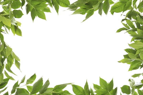 Πλαίσιο Από Όμορφα Ζωντανά Πράσινα Φύλλα Λευκό Φόντο — Φωτογραφία Αρχείου