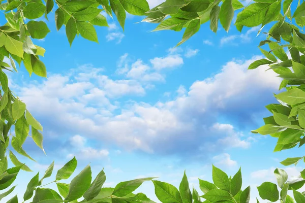 Vacker Blå Himmel Med Moln Utsikt Genom Pulserande Gröna Blad — Stockfoto