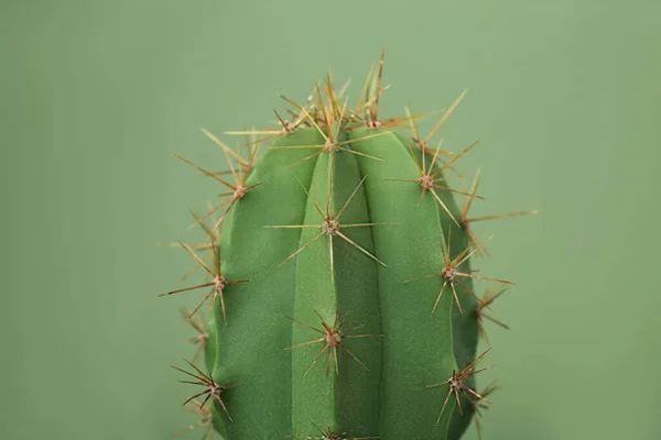 Schöne Grüne Kakteen Auf Farbigem Hintergrund Nahaufnahme Tropische Pflanze — Stockfoto