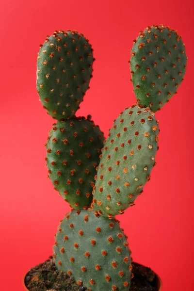 Schöner Grüner Opuntia Kaktus Auf Rotem Hintergrund — Stockfoto