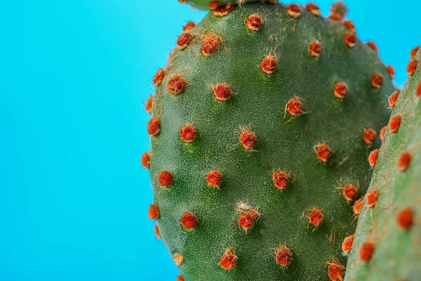Beautiful Green Opuntia Cactus Light Blue Background Closeup Space Text — Stock Photo, Image