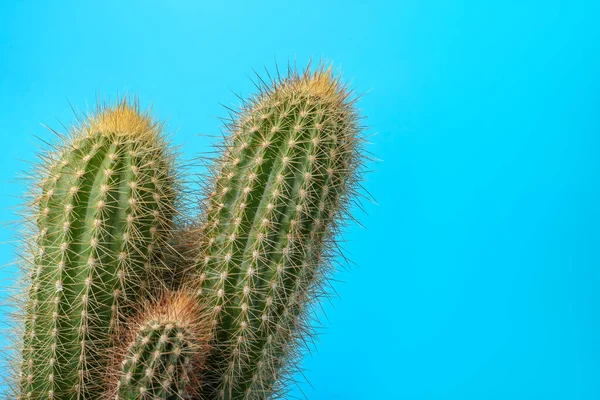 Piękny Zielony Kaktus Jasnoniebieskim Tle Miejsce Tekst Roślina Tropikalna — Zdjęcie stockowe
