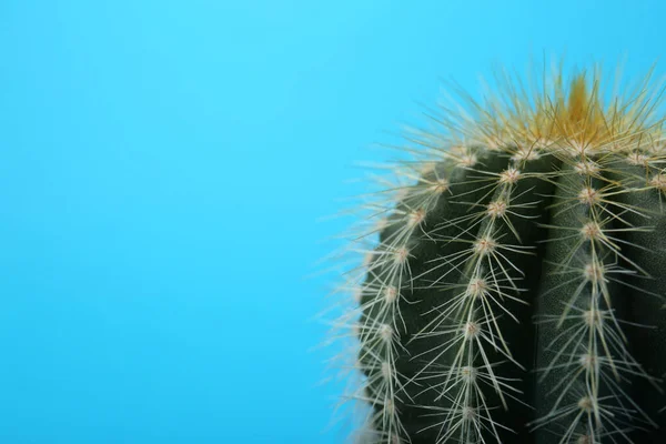 Gyönyörű Zöld Kaktusz Világoskék Háttérrel Közelkép Szöveggel Trópusi Üzem — Stock Fotó