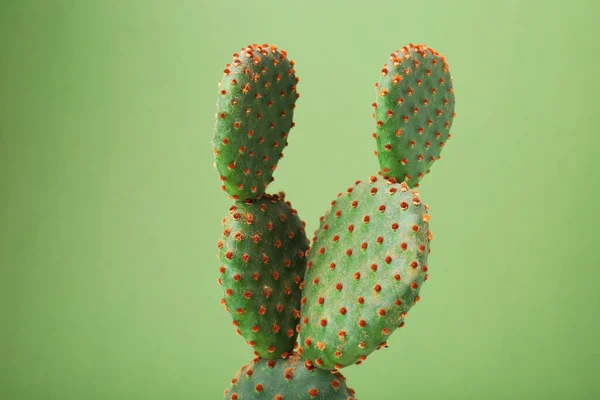 Hermoso Cactus Verde Opuntia Sobre Fondo Color — Foto de Stock
