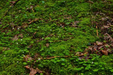 Parlak yosunlar ve ormanda düşen yapraklarla kaplı bir yer.