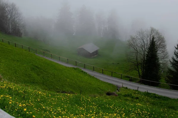 Живописный Вид Долину Растениями Деревьями Покрытыми Туманом Горах — стоковое фото