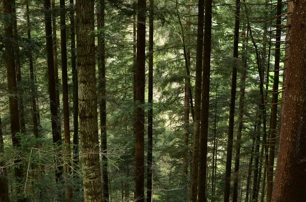 Pohled Vysoké Zelené Stromy Lese — Stock fotografie