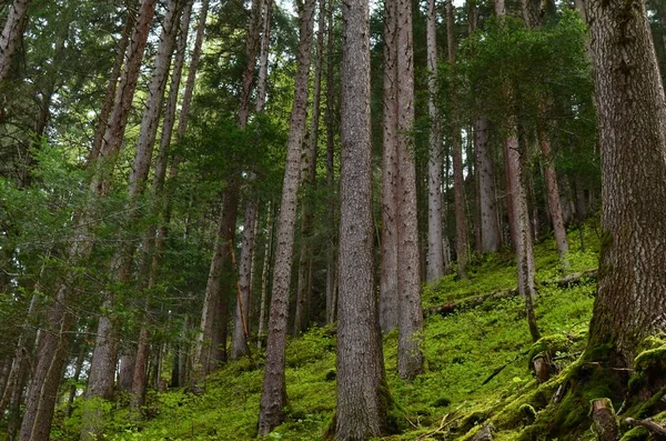 Molti Alberi Muschio Terra Nella Foresta Vista Basso Angolo — Foto Stock