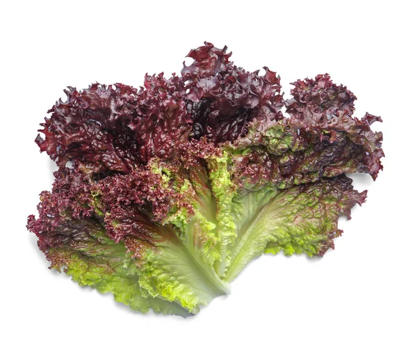 stock image Leaves of fresh red coral lettuce isolated on white, top view