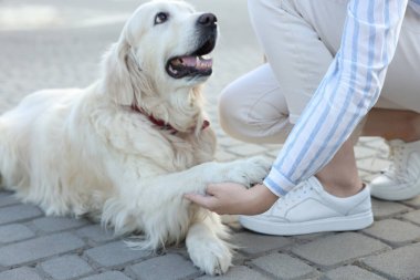 Şehir caddesinde köpek patisi tutan kadın, yakın plan.