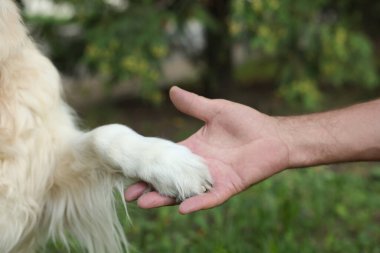 Parkta köpek pençesi tutan adam, yakın plan.