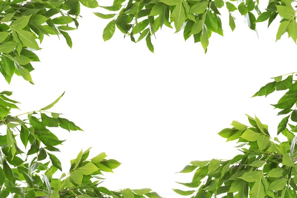 Rahmen Aus Schönen Lebendigen Grünen Blättern Auf Weißem Hintergrund — Stockfoto