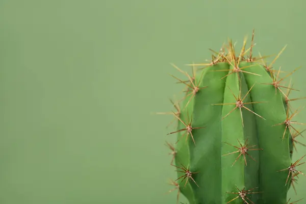 Beautiful Green Cactus Color Background Close Seup Space Text Тропические — стоковое фото