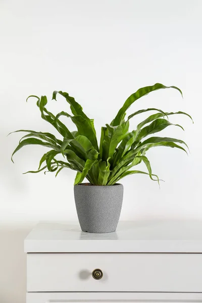 Prachtige Asplenium Plant Pot Witte Ladekast Binnen Huisinrichting — Stockfoto