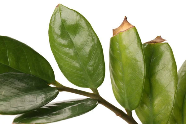 白い背景に損傷した葉を持つ観葉植物 クローズアップ — ストック写真