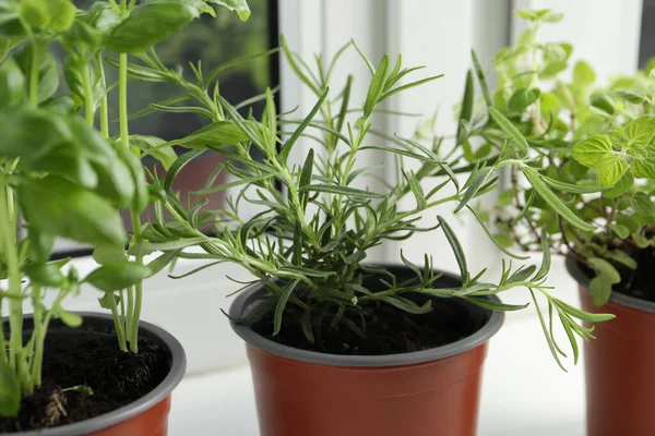 Different Aromatic Potted Herbs Windowsill Indoors Closeup — Stock fotografie
