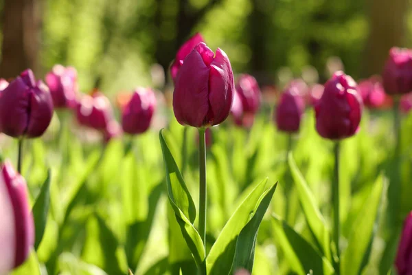Belles Tulipes Violettes Poussant Extérieur Jour Ensoleillé Gros Plan — Photo