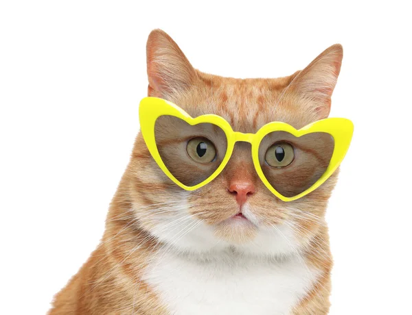 白い背景にハート型のサングラスでかわいい赤い猫 — ストック写真