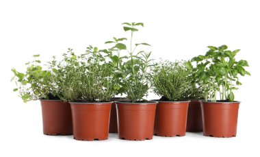 Beyaza izole edilmiş farklı aromatik saksı bitkileri.