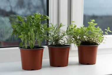 Pencere kenarındaki farklı aromatik saksı bitkileri.