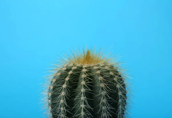 Beautiful Green Cactus Light Blue Background Closeup Tropical Plant — Stock Photo, Image