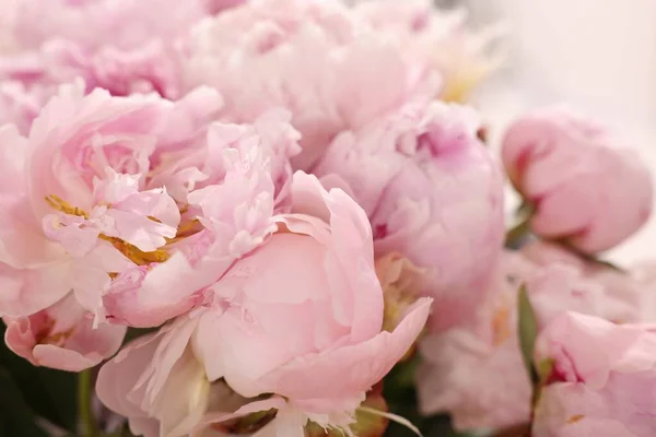 Красивые Розовые Пионы Белом Фоне Крупным Планом — стоковое фото