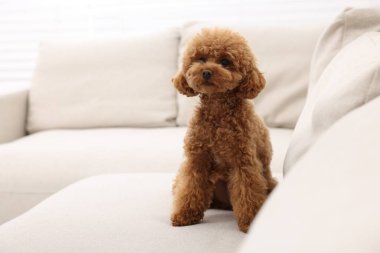 Şirin Maltipoo köpeği rahat koltukta oturuyor, mesaj için yer var. Sevimli hayvan