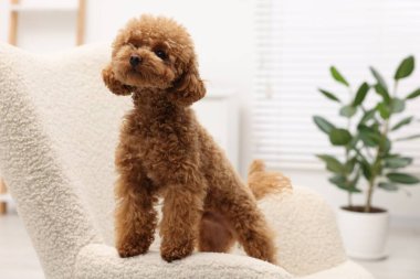 Evdeki rahat koltukta sevimli Maltipoo köpeği. Sevimli hayvan