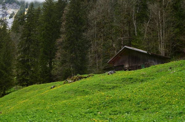 緑の丘の山の家 針葉樹の木や植物の絵のような景色 — ストック写真
