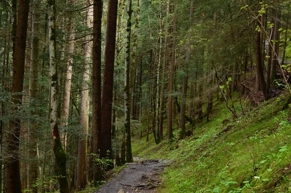 Bella Vista Del Sentiero Tra Alberi Verdi Alti Nella Foresta — Foto Stock