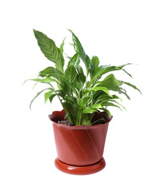 Saksıdaki yeşil yapraklı Spatthiphyllum bitkisi beyaz üzerine izole edilmiş.