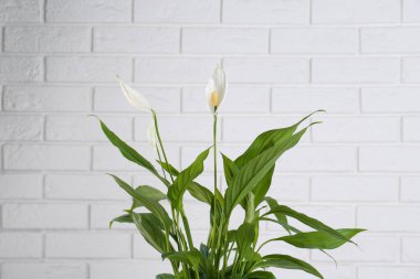 Beyaz tuğla duvara karşı güzel bir spathiphyllum. Ev dekorasyonu