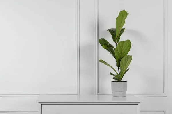 Ficus Maceta Cómoda Cerca Pared Blanca Espacio Para Texto Hermosa —  Fotos de Stock