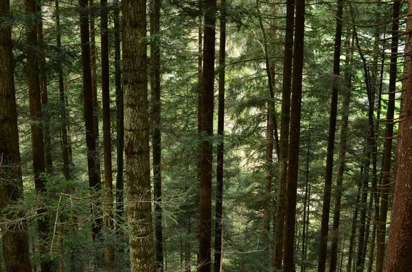 Blick Auf Hohe Grüne Bäume Wald — Stockfoto