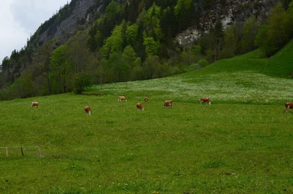 Hermosa Vista Vacas Pastando Prado Verde Altas Montañas — Foto de Stock