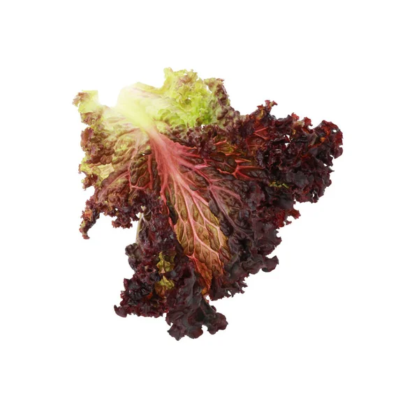 鲜红珊瑚莴苣叶 白色上隔离 — 图库照片