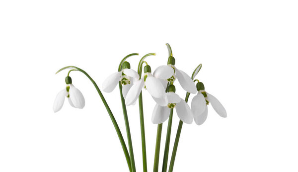 Beautiful snowdrops isolated on white. Spring flowers