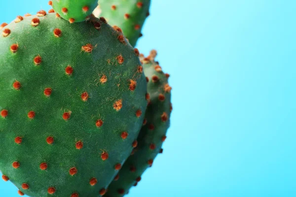 Schöner Grüner Opuntia Kaktus Auf Hellblauem Hintergrund Nahaufnahme Raum Für — Stockfoto