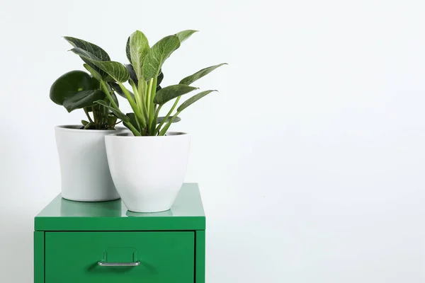 Различные Комнатные Растения Горшках Зеленом Комоде Возле Белой Стены Место — стоковое фото