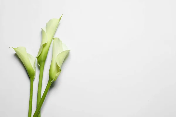 Жизнерадостные Цветы Белом Фоне Вид Сверху Пространство Текста — стоковое фото