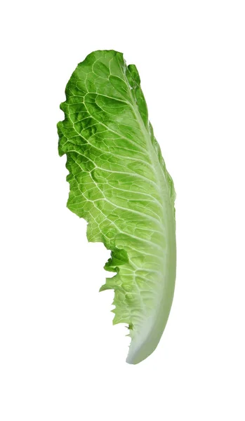 Frisches Blatt Von Grünem Römersalat Isoliert Auf Weiß — Stockfoto
