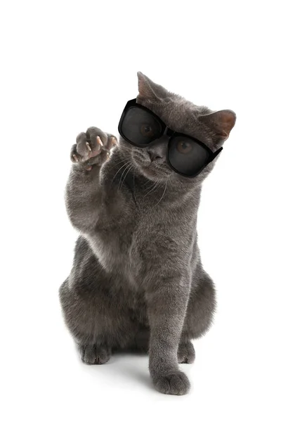 Милая Пушистая Кошка Солнечных Очках Белом Фоне — стоковое фото