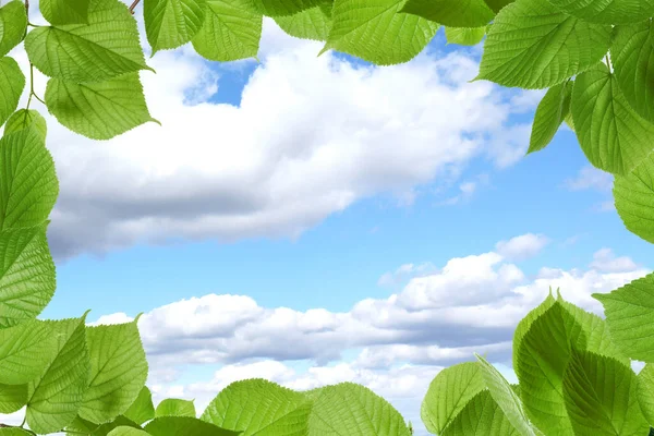 Piękne Błękitne Niebo Chmurami Widok Przez Żywe Zielone Liście — Zdjęcie stockowe