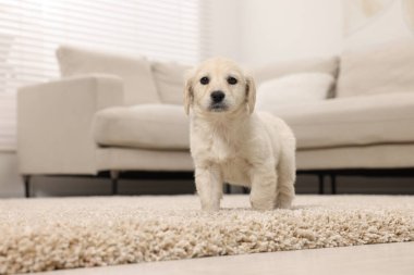 Evdeki bej halıda şirin bir köpek yavrusu.