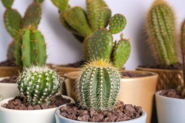 Beyaz duvara karşı bir sürü güzel kaktüs.