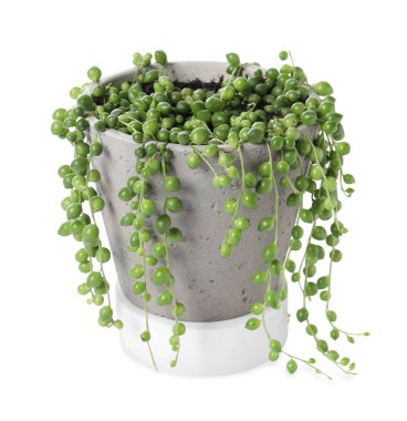 Güzel yeşil saksı bitkisi beyazda izole edilmiş.