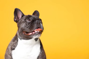 Turuncu arka planda sevimli Fransız Bulldog 'u, mesaj için yer var. Sevimli hayvan