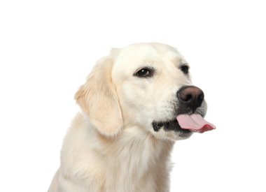 Beyaz arka planda dili gösteren şirin Labrador Retriever