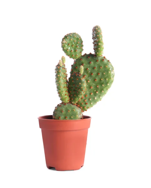 Gyönyörű Zöld Egzotikus Kaktusz Pot Elszigetelt Fehér — Stock Fotó