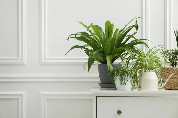 Plantes Intérieur Vertes Pot Sur Commode Près Mur Blanc Espace — Photo